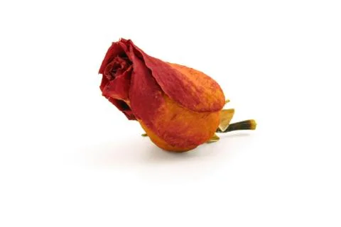 Dried Rose Stock Photos
