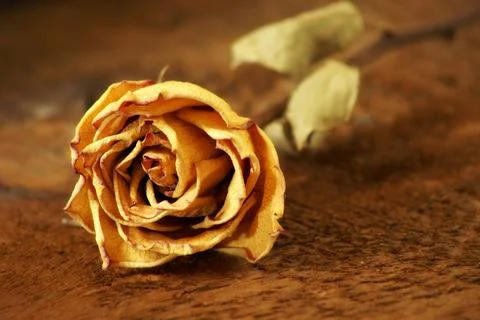 Dried Rose Foto stock