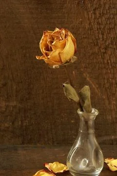 Dried Rose Foto stock