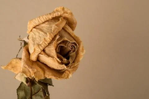 Dried Rose on Stem Stock Photos