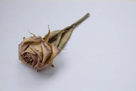The dried rose on the white background. Withered rose and dead. Stock Photos
