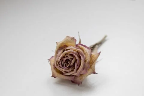 The dried rose on the white background. Withered rose and dead. Stock Photos