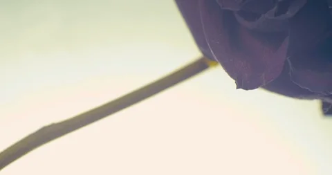 Dried rosebud on led table background close up Stock-Footage 86459906