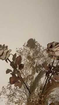 Dried Roses Botanical Composition With Soft Shadows on Neutral Wall Stock Photos