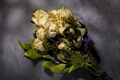 Dried roses in dappled studio light. Stock Photos