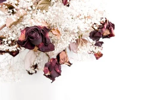 Dried roses Stock Photos