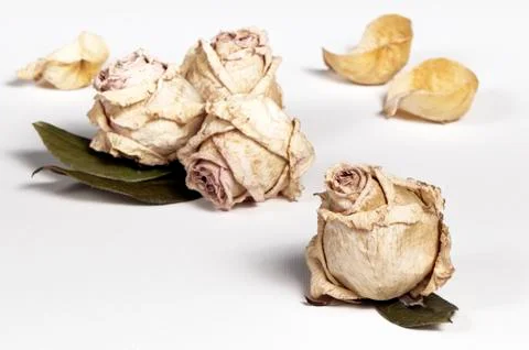 Dried roses Stock Photos