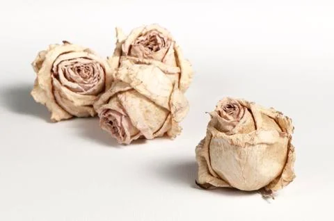 Dried roses Foto stock