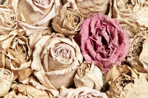 Dried roses Foto stock