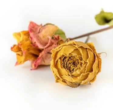 Dried roses Foto stock