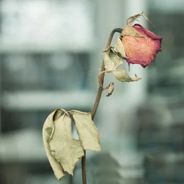 Dried roses Stock Photos