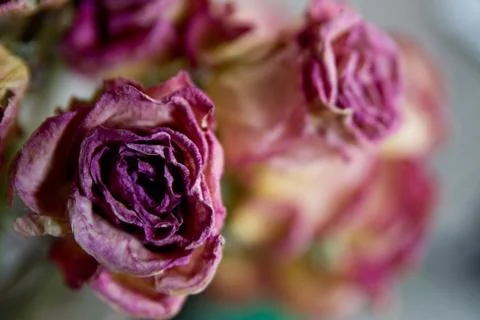 Dried Roses Stock Photos