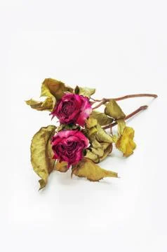 Dried roses Stock Photos