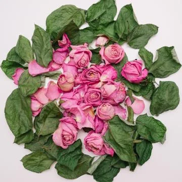 Dried roses Stock Photos