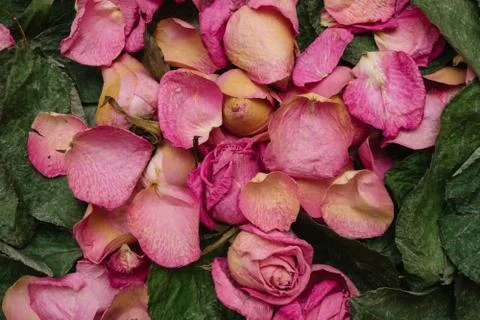 Dried roses Stock Photos