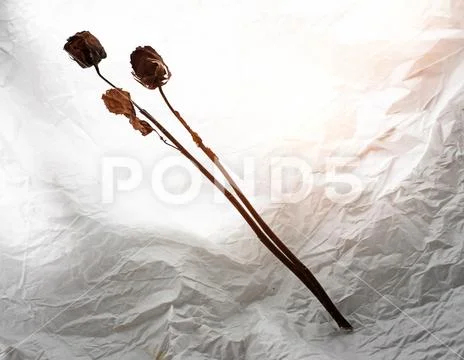Dried roses put on grunge surface background,warm light tone,blurry light aro Stock Photos