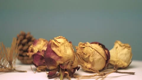  Dried Roses In Slow Motion Видео 169874462