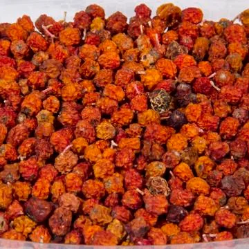 Dried rowan 스톡 사진