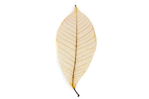 Dried rubber tree skeleton leaves Stock Photos