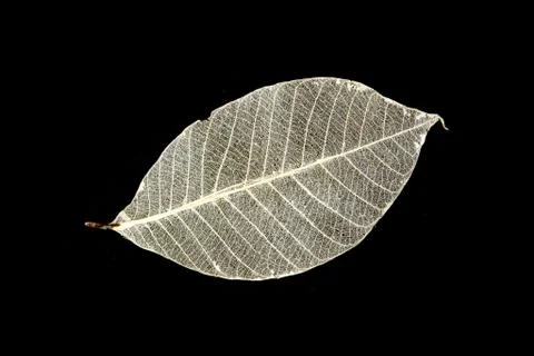 Dried rubber tree skeleton leaves Stock Photos