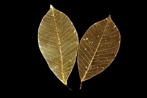 Dried rubber tree skeleton leaves Stock Photos