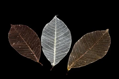 Dried rubber tree skeleton leaves Stock Photos