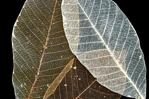 Dried rubber tree skeleton leaves Stock Photos