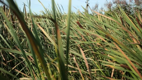 Dried rush and reed cattails swamp grass high the nature landscape outdoors Vídeo Stock 115695178
