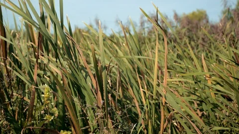 Dried rush and reed cattails swamp grass high the nature landscape outdoors Stock Footage 115716202
