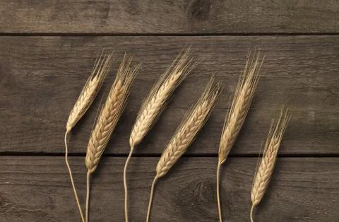 Dried rye ears Stock Photos