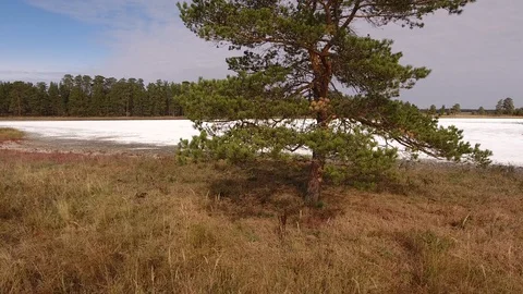 Dried salt lake surrounded by pine forest. Stock Footage 128676512