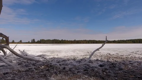 Dried salt lake surrounded by pine forest. Stock Footage 128679774