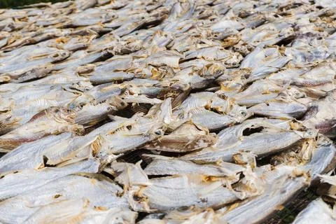 Dried salted fish Stock Photos