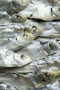 Dried sardines in a pile. Stock Photos