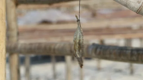 Dried sea fish on a string swing in the wind Stock Footage 244534016