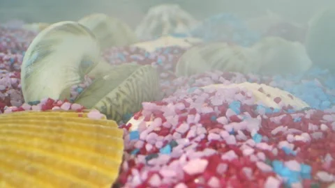 Dried sea shells on colored sand 7 Stock Footage 145667146