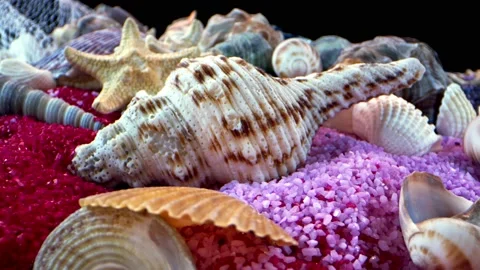 Dried sea shells on colored sand 14 Stock Footage 145668678