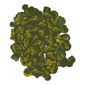 Dried seaweed icon isometric vector. Genus of seaweed from green algae class Stock Illustration