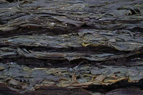 Dried seaweed Stock Photos