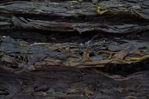 Dried seaweed Stock Photos