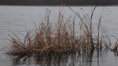 Dried sedge Video stock 48896070