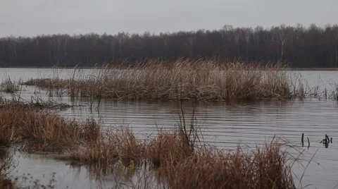 Dried sedge Video stock 48896267