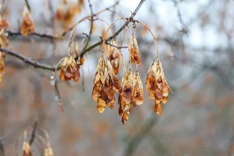 Dried seed clusters hang from tree branches during early winter Stock Photos