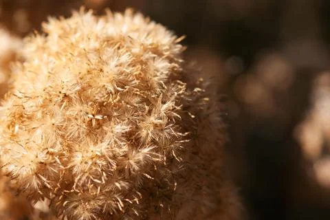 Dried Seed Head Foto stock