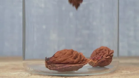 Dried Seed Pods Gently Falling into a Glass Container with Careful Arrangement 스톡 동영상 288693304