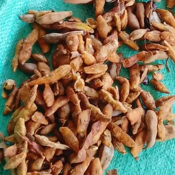 Dried Seedless Tamarind Стоковые фото