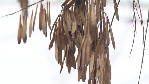 Dried seeds of ash tree Stock-Footage 120936648