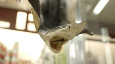 Dried Shark Market Stock Footage 8857723
