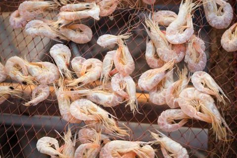 Dried shrimp Stock Photos