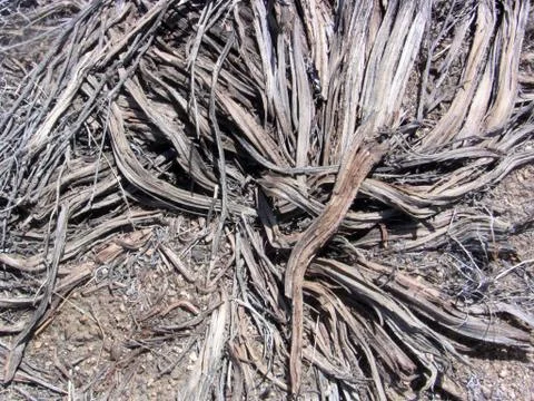 Dried Shrub Foto stock